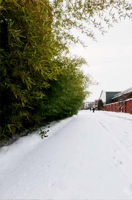 以雪為令，AMTG迅速組織掃雪活動